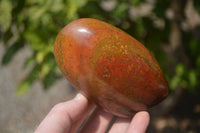 Polished Red Jasper Standing Free Forms x 6 From Madagascar