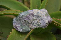 Natural Stichtite Specimens x 6 From Barberton, South Africa