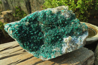 Natural Exquisite XL Dioptase On Dolomite Specimen x 1 From Congo