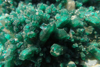 Natural Exquisite XL Dioptase On Dolomite Specimen x 1 From Congo