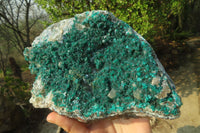 Natural Exquisite XL Dioptase On Dolomite Specimen x 1 From Congo