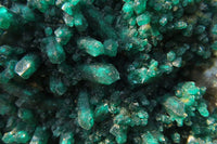 Natural Exquisite XL Dioptase On Dolomite Specimen x 1 From Congo