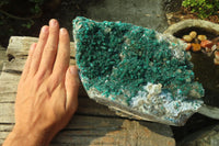 Natural Exquisite XL Dioptase On Dolomite Specimen x 1 From Congo