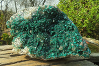 Natural Exquisite XL Dioptase On Dolomite Specimen x 1 From Congo