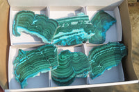 Polished Flower Banded Malacolla Slices x 6 From Kalukundi Mine, Congo