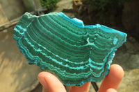 Polished Flower Banded Malacolla Slices x 6 From Kalukundi Mine, Congo