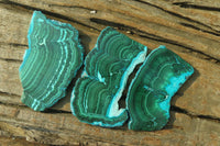 Polished Flower Banded Malacolla Slices x 6 From Kalukundi Mine, Congo