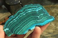 Polished Flower Banded Malacolla Slices x 6 From Kalukundi Mine, Congo