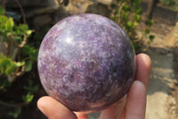 Polished Lepidolite with Pink Rubellite Spheres x 2 From Ambatondrazaka, Madagascar