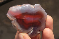 Polished On One Side Red Sashe River Agate Nodules x 12 From Zimbabwe