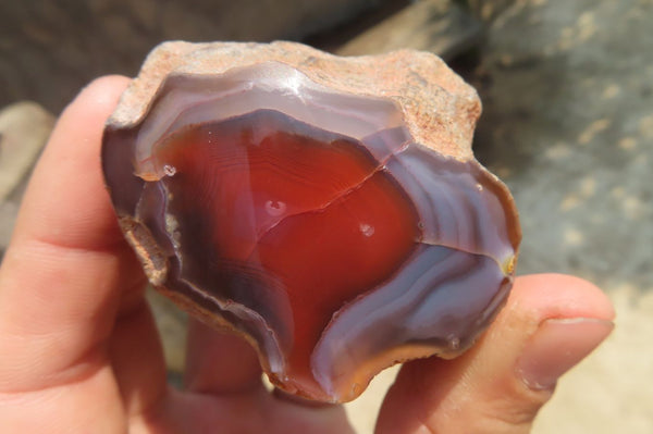 Polished On One Side Red Sashe River Agate Nodules x 12 From Zimbabwe