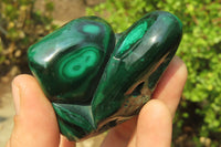 Polished Flower Banded Malachite Free Forms x 6 From Congo