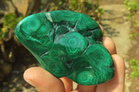 Polished Flower Banded Malachite Free Forms x 6 From Congo