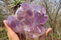 Natural Jacaranda Amethyst Quartz Cluster x 2 from Mumbwa, Zambia