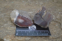 Polished On One Side Red Sashe River Agate Nodules x 12 From Zimbabwe