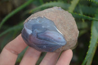 Polished On One Side Red Sashe River Agate Nodules x 12 From Zimbabwe