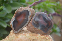 Polished On One Side Red Sashe River Agate Nodules x 12 From Zimbabwe