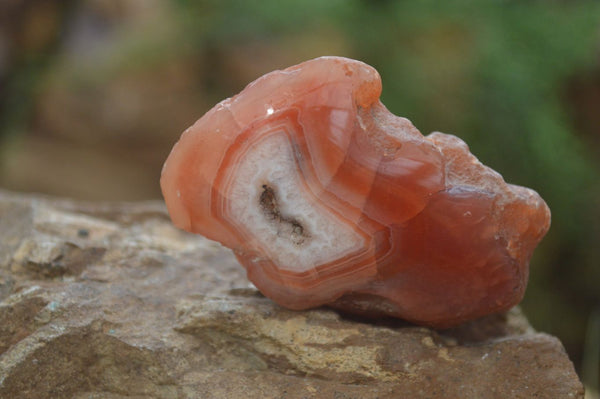 Polished On One Side Red Sashe River Agate Nodules x 12 From Zimbabwe