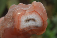 Polished On One Side Red Sashe River Agate Nodules x 12 From Zimbabwe