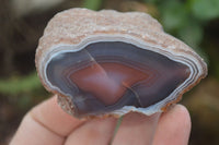 Polished On One Side Red Sashe River Agate Nodules x 12 From Zimbabwe