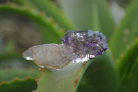 Natural Smokey Window Amethyst Crystals and Scepters x 35 From Chiredzi, Zimbabwe