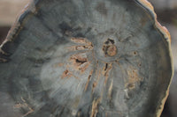 Polished Petrified Wood Slices x 6 From Gokwe, Zimbabwe