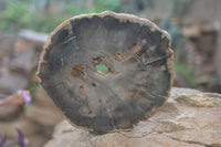 Polished Petrified Wood Slices x 6 From Gokwe, Zimbabwe