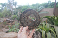 Polished Petrified Wood Slices x 6 From Gokwe, Zimbabwe