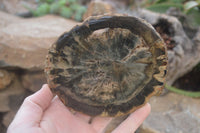 Polished Petrified Wood Slices x 6 From Gokwe, Zimbabwe