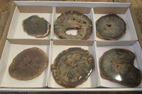 Polished Petrified Wood Slices x 6 From Gokwe, Zimbabwe