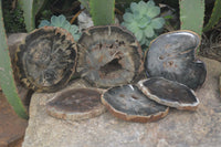 Polished Petrified Wood Slices x 6 From Gokwe, Zimbabwe