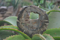 Polished Petrified Wood Slices x 6 From Gokwe, Zimbabwe