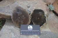 Polished Petrified Wood Slices x 6 From Gokwe, Zimbabwe