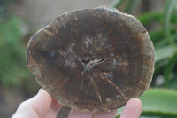 Polished Petrified Wood Slices x 6 From Gokwe, Zimbabwe