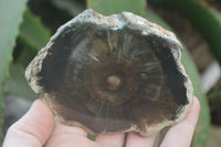 Polished Petrified Wood Slices x 6 From Gokwe, Zimbabwe