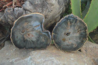 Polished Petrified Wood Slices x 6 From Gokwe, Zimbabwe