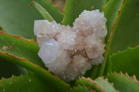 Natural Amethyst and Ametrine Cactus Flower Spirit Quartz Clusters x 12 From Boekenhouthoek, South Africa