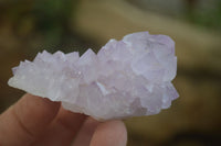 Natural Amethyst and Ametrine Cactus Flower Spirit Quartz Clusters x 12 From Boekenhouthoek, South Africa