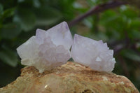 Natural Amethyst and Ametrine Cactus Flower Spirit Quartz Clusters x 12 From Boekenhouthoek, South Africa