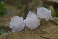 Natural Amethyst and Ametrine Cactus Flower Spirit Quartz Clusters x 12 From Boekenhouthoek, South Africa