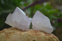 Natural Amethyst and Ametrine Cactus Flower Spirit Quartz Clusters x 12 From Boekenhouthoek, South Africa