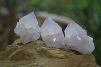 Natural Amethyst and Ametrine Cactus Flower Spirit Quartz Clusters x 12 From Boekenhouthoek, South Africa