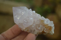 Natural Amethyst and Ametrine Cactus Flower Spirit Quartz Clusters x 12 From Boekenhouthoek, South Africa