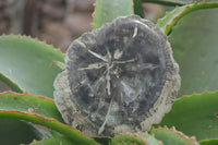 Polished Petrified Wood Slices x 6 From Gokwe, Zimbabwe