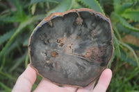 Polished Petrified Wood Slices x 6 From Gokwe, Zimbabwe