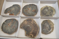 Polished Petrified Wood Slices x 6 From Gokwe, Zimbabwe