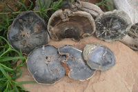 Polished Petrified Wood Slices x 6 From Gokwe, Zimbabwe