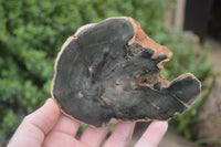 Polished Petrified Wood Slices x 6 From Gokwe, Zimbabwe