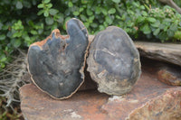 Polished Petrified Wood Slices x 6 From Gokwe, Zimbabwe