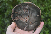 Polished Petrified Wood Slices x 6 From Gokwe, Zimbabwe